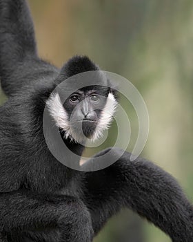 White-Cheeked Gibbon close up portrait