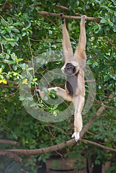 White Cheeked Gibbon cute monkey on tree