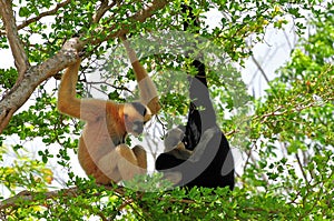 White-cheeked gibbon family