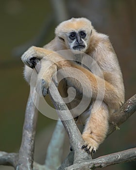 White-cheeked gibbon gazing from tree branch