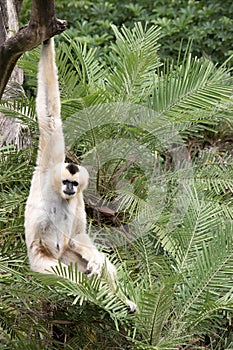 the white cheeked gibbon is hanging from a tree