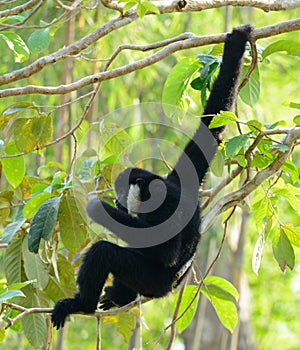 White-cheeked Gibbon Hylobates concolor sitting on branch