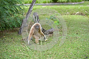 White-cheeked gibbon. Hylobates leucogenys