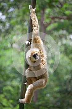 White Cheeked Gibbon or Lar Gibbon