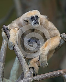 White-cheeked gibbon looking from tree branch