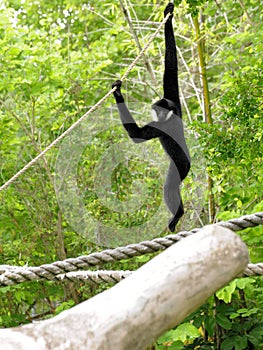 White-cheeked Gibbon Monkey