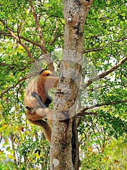 White-cheeked Gibbon monkey (Nomascus)