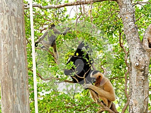 White-cheeked gibbon mother, father and baby