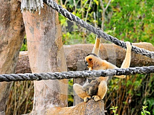 White-cheeked gibbon, Nomascus leucogenys