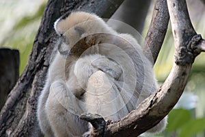 the white cheeked gibbon is resting in a tree