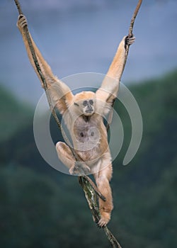 White-Cheeked Gibbon swinging on ropes