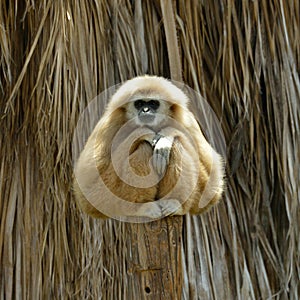 White Cheeked Gibbon at the zoo