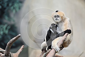 White-cheeked gibbons