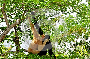 White-cheeked gibbons