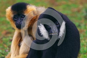 White-cheeked Gibbons