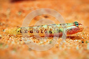 White cheeked goby, Rhinogobius duospilus taiwan goby underwater in natural environment from the side fresh water ornamental fish