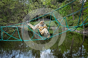 A white-cheeked mother gibbon carrying a child, climbing a suspension rope bridge over the pond, surrounded with forest.