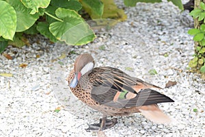 White cheeked pintail