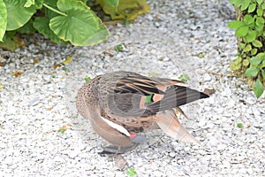 White cheeked pintail