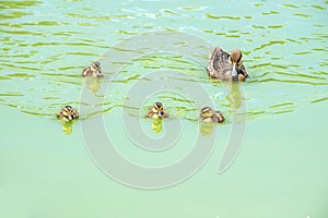 White-cheeked Pintail Duck and Its Baby Ducks 1