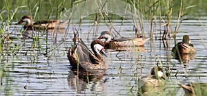 White-cheeked Pintails