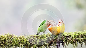 White-cheeked small green barbet having fruits as food. Amazing video has been uploaded. Best to watch when birds feed their foo