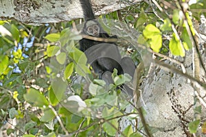 White Cheeked Spider Monkey in the Rainforest photo