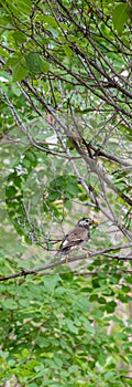 A white-cheeked starling standing on the tree