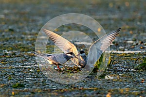 White-cheeked tern family nesting in Danube Delta photo