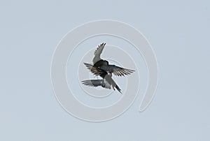 White-cheeked Tern fighting in air