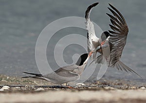 White-cheeked Tern figthing for a fish at Busaiteen coast of Bahrain