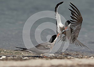 White-cheeked Tern figthing for a fish at Busaiteen coast of Bahrain photo