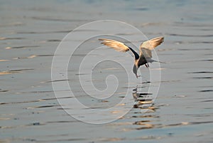 White-cheeked Tern fishing at Tubli bay