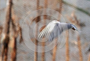 White-cheeked tern hovering, a slow shutter image