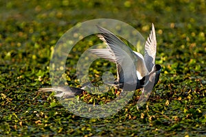White-cheeked Tern males Sterna Repressa fighting for teritory