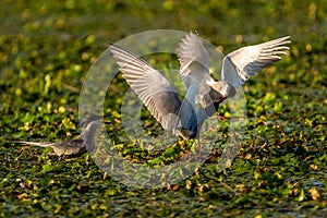 White-cheeked Tern males Sterna Repressa fighting for teritory