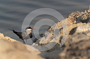White-cheeked Tern in the mid on limestone rock at the coast of Tubli, Bahrain