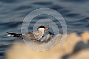 White-cheeked Tern perched on rock at the coast of Tubli in the evening hours, Bahrain
