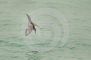 White-cheeked tern a plung into water