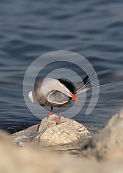 A White-cheeked Tern preening at the coast of Tubli, Bahrain