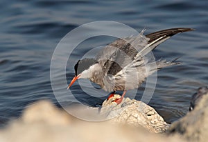 White-cheeked Tern preening at the coast of Tubli, Bahrain