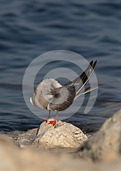 White-cheeked Tern preening at the Tubli coast, Bahrain