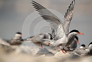 White-cheeked Tern ready to fly