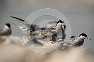 White-cheeked Tern resting on rock