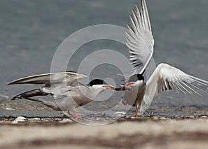 White-cheeked Tern snatching fish from other at Busaiteen coast of Bahrain