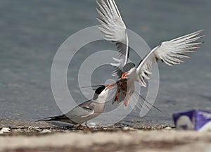 White-cheeked Tern snatching fish from other at Busaiteen coast of Bahrain