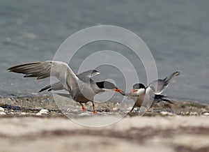 White-cheeked Tern snatching fish from other at Busaiteen coast of Bahrain