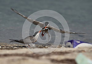 White-cheeked Tern snatching a fish from other at Busaiteen coast with a garbage at the side, Bahrain
