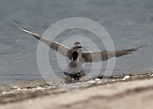 White-cheeked Tern trying to snatch fish from other at Busaiteen coast of Bahrain