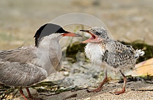 White-cheeked Tern, young one crying for food